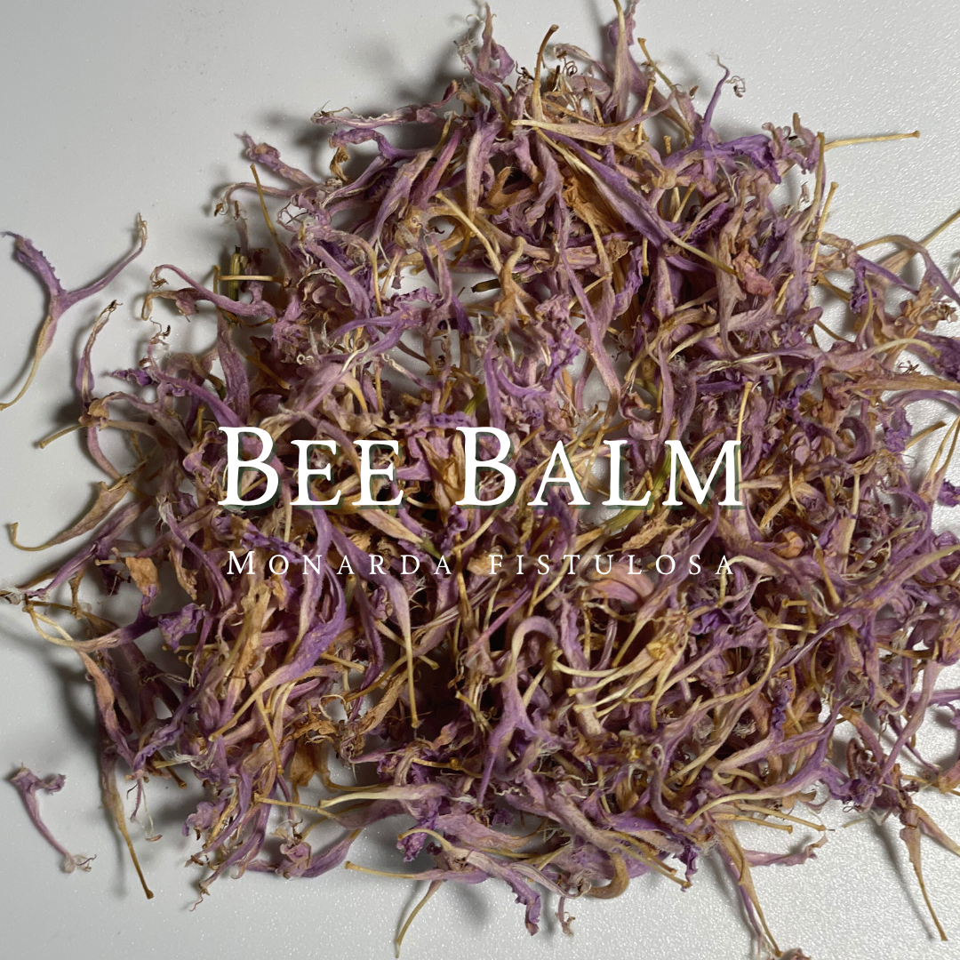 Bee Balm