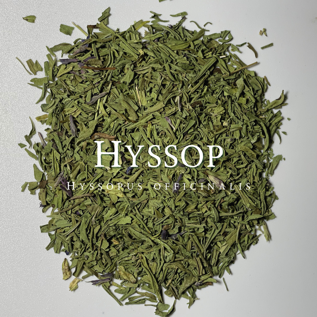 Hyssop