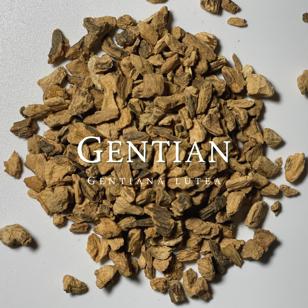 Gentian Root