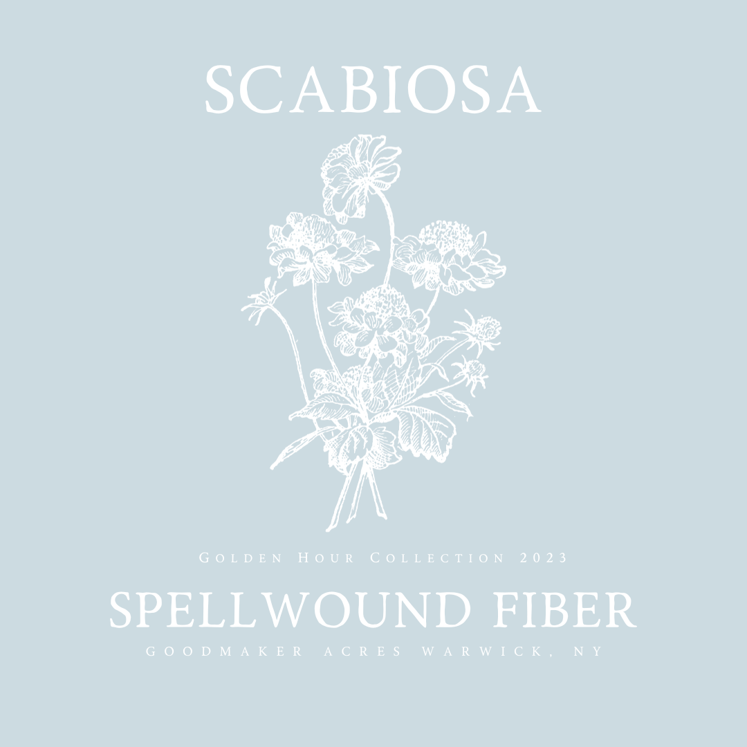 Scabiosa