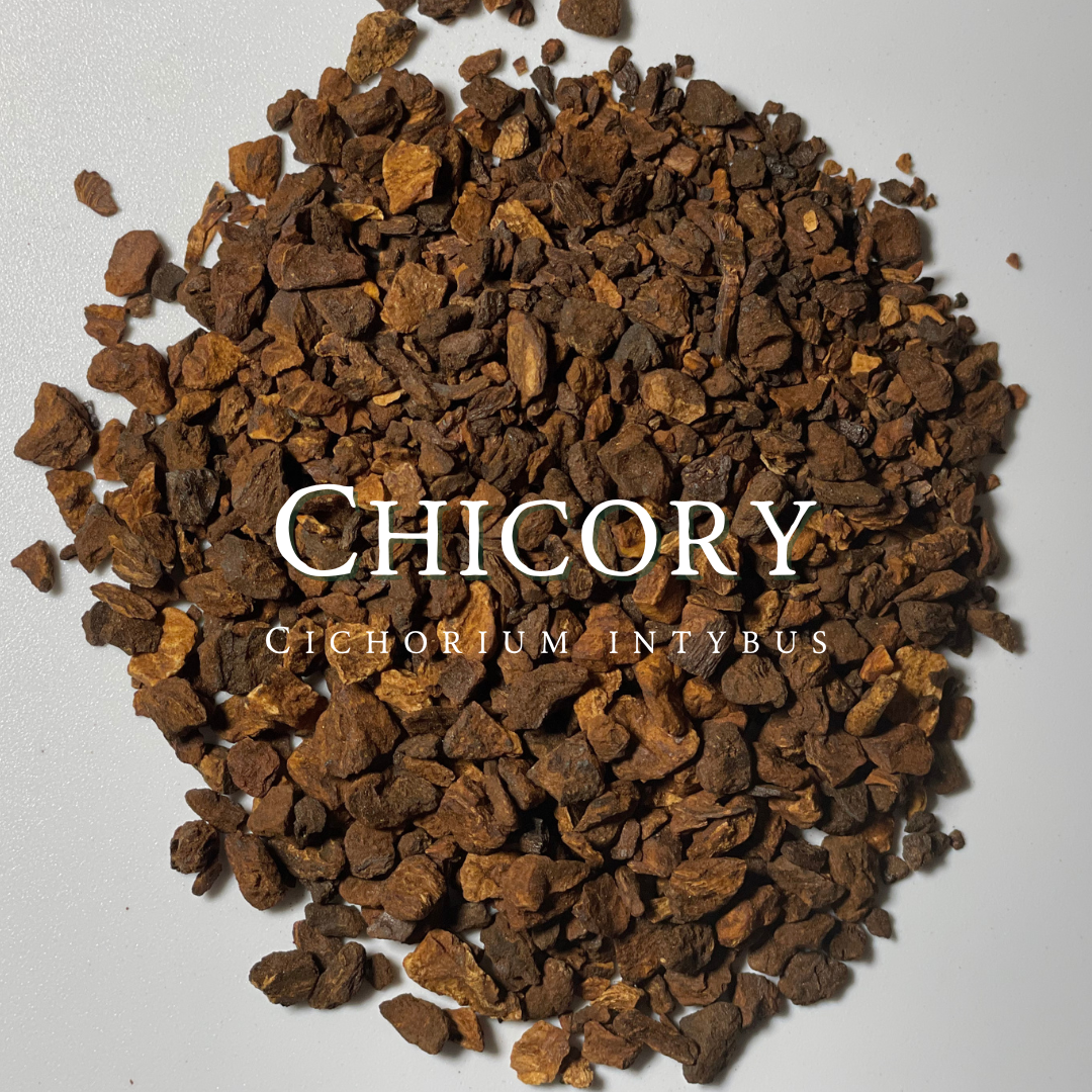 Chicory