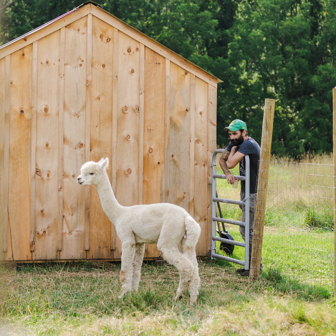 Alpaca Feeding Experience