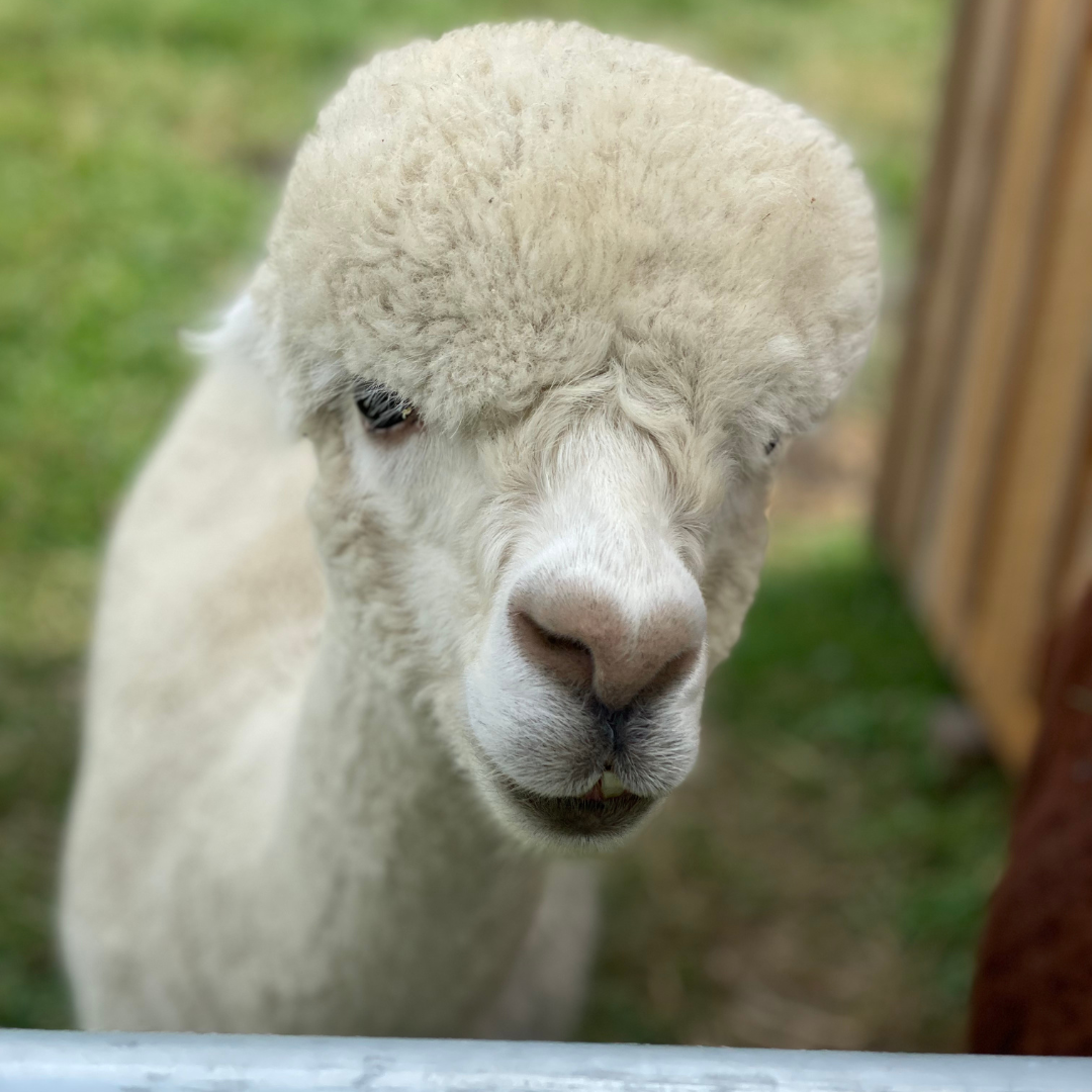 Alpaca Feeding Experience