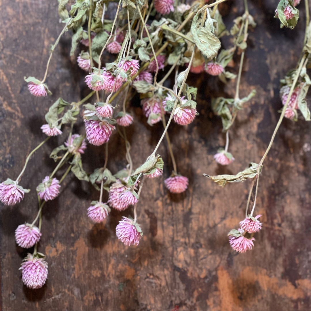 Dried Gomphrena