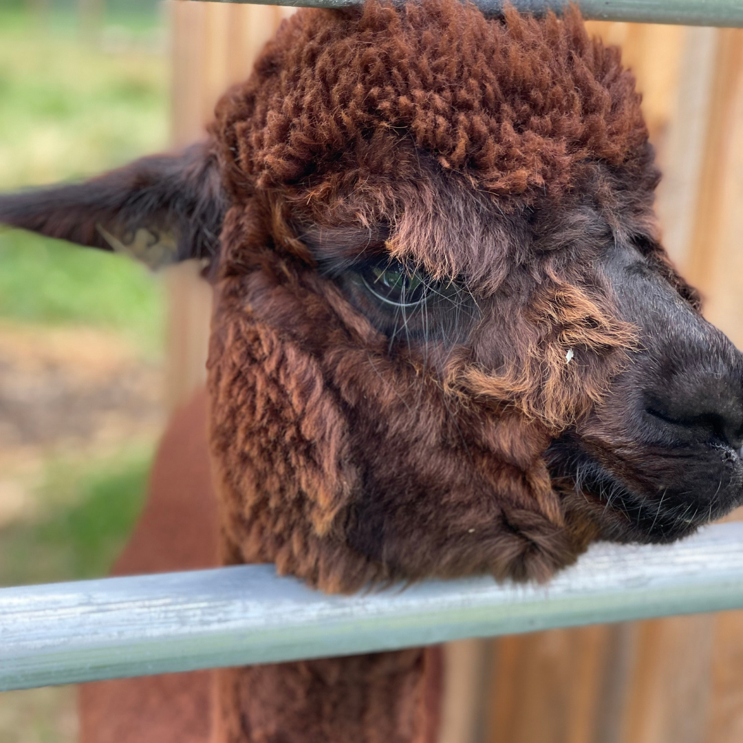 Alpaca Feeding Experience