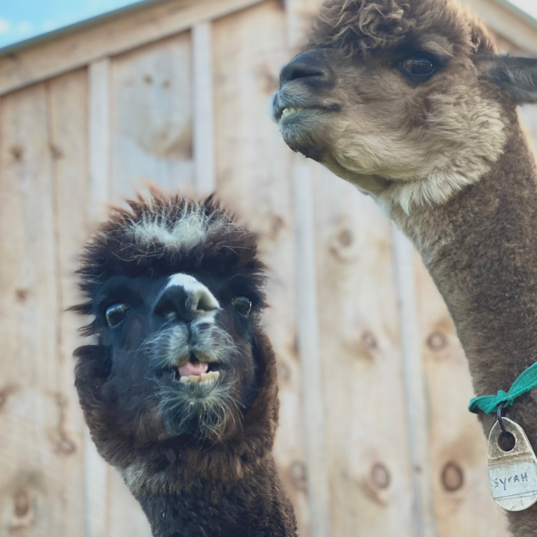 Alpaca Feeding Experience