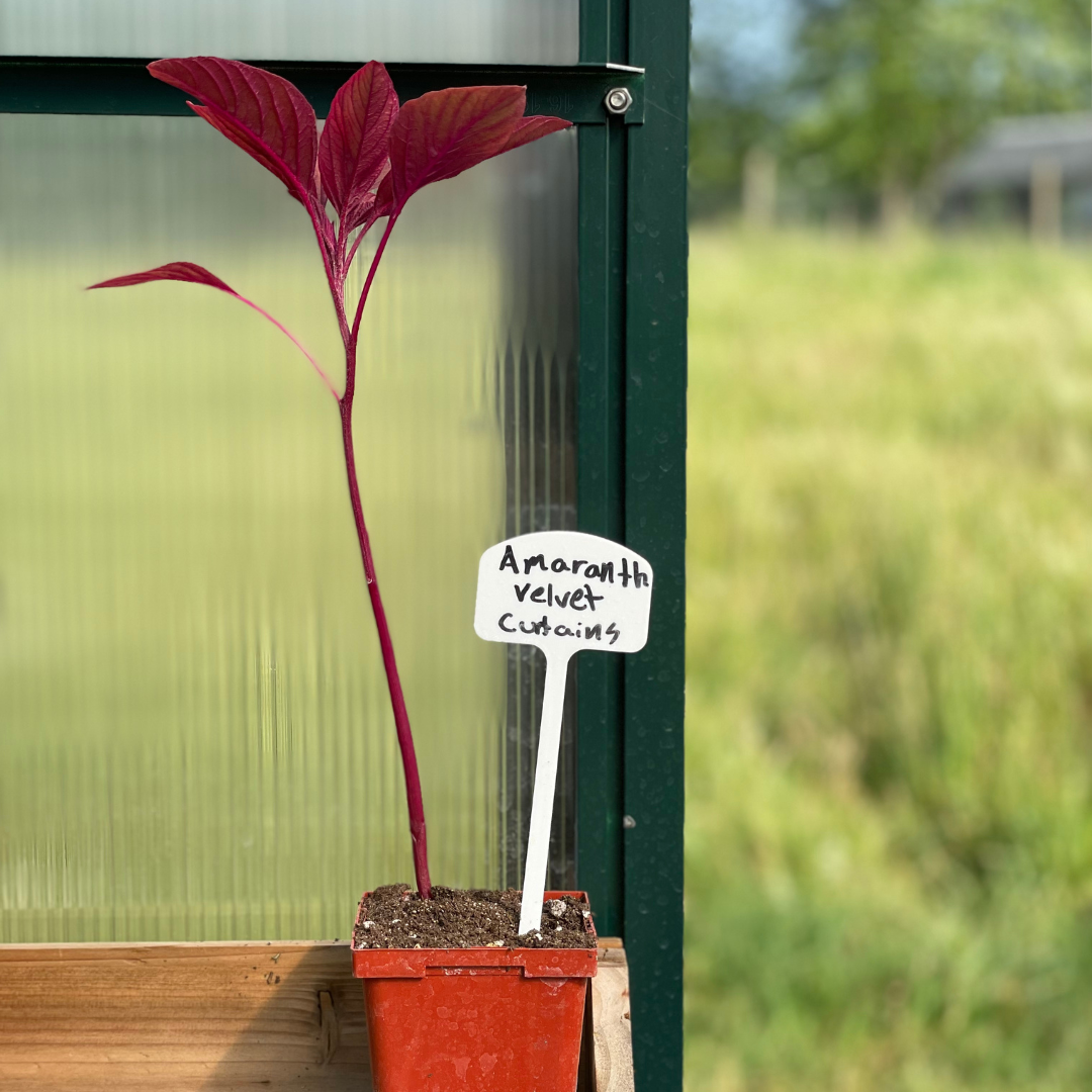 Velvet Curtains Amaranth