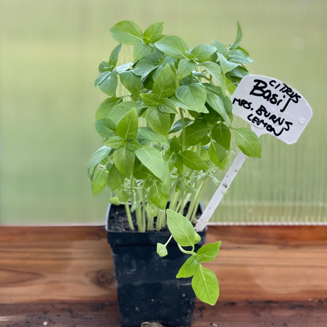 Citrus Basil