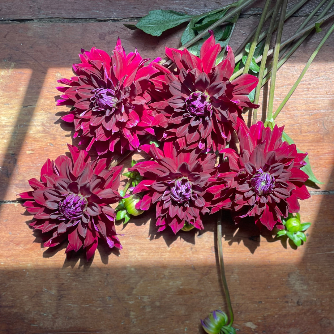 Dahlias