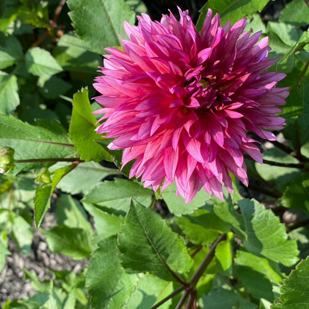Sonic Bloom, Dahlia Tubers