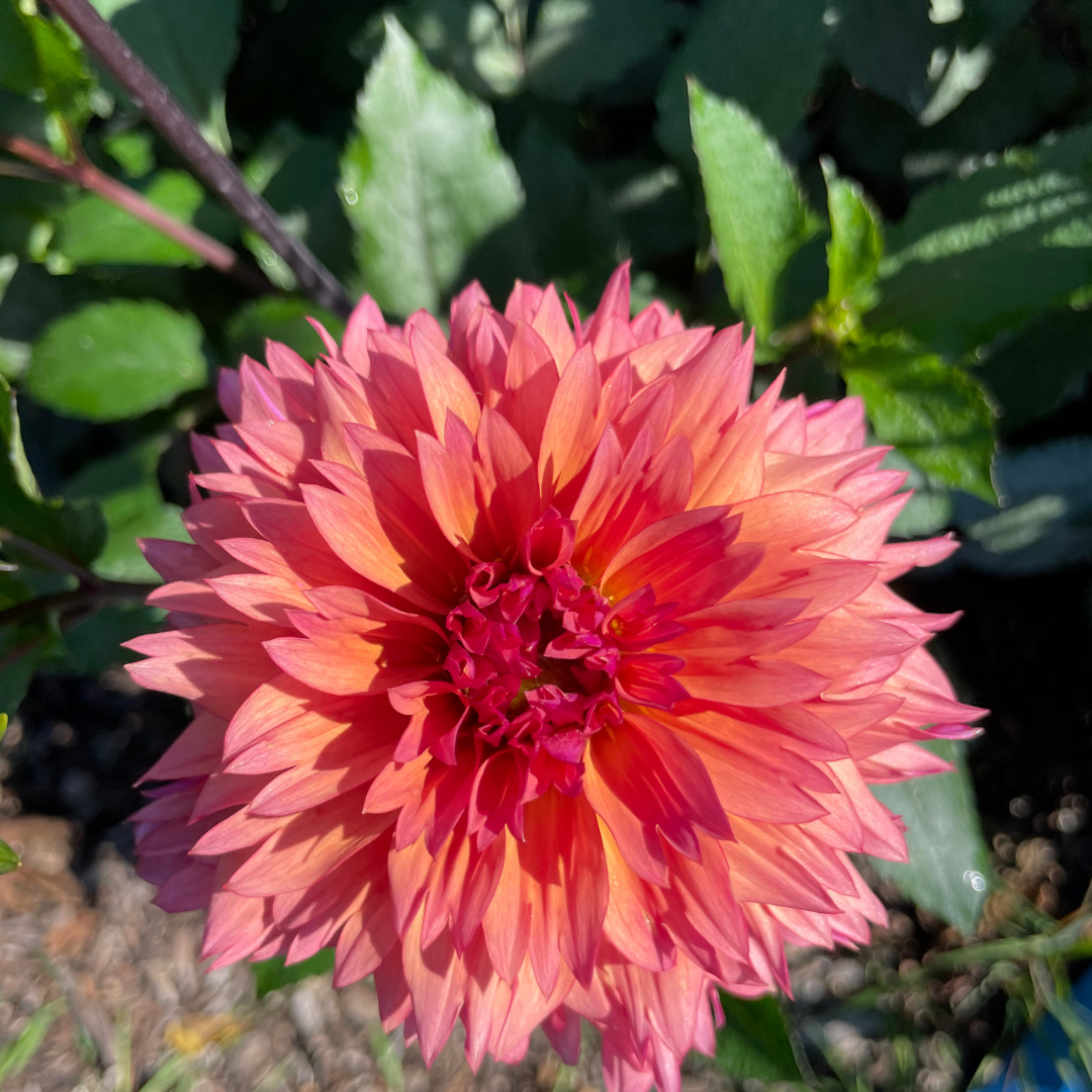 Sonic Bloom, Dahlia Tubers