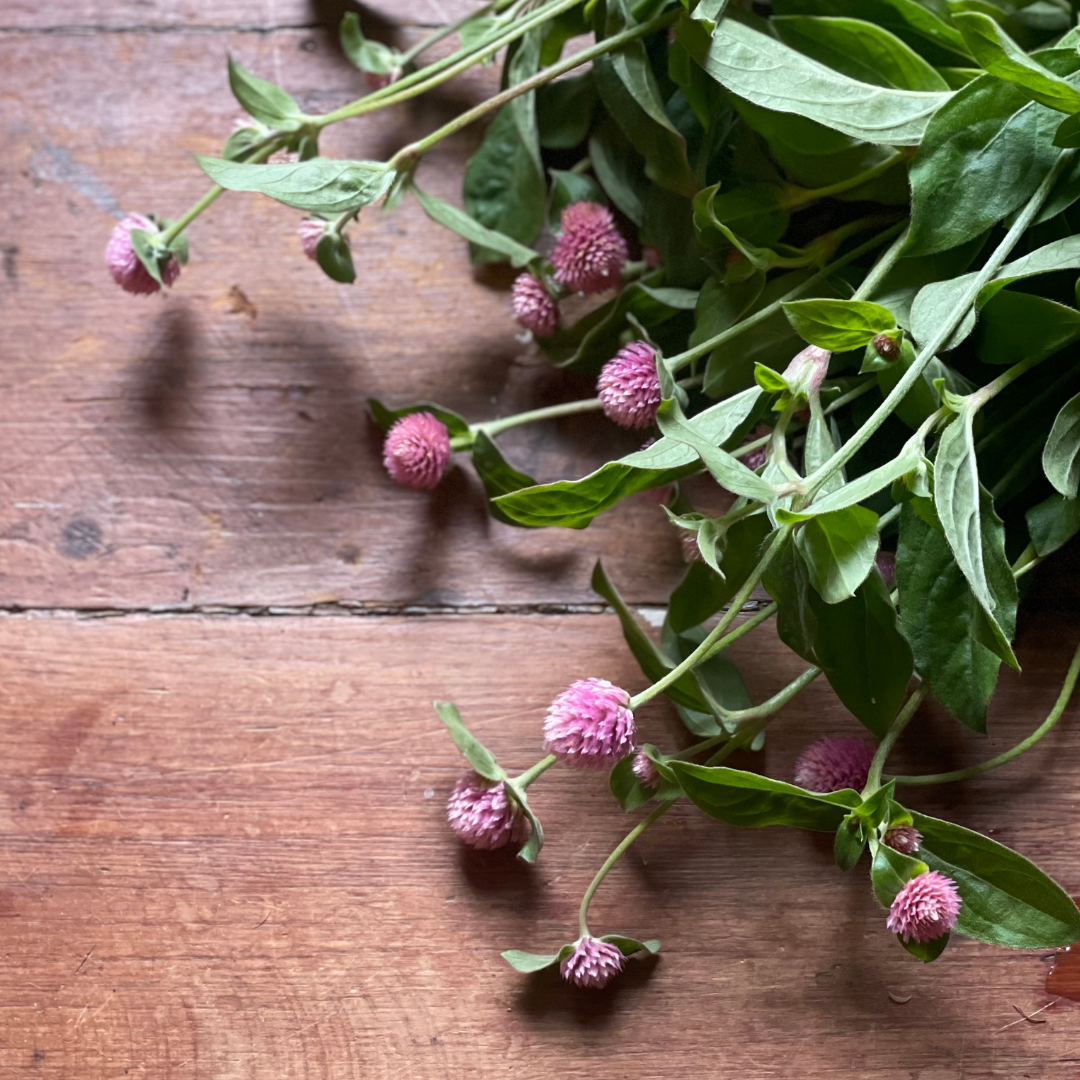 Gomphrena