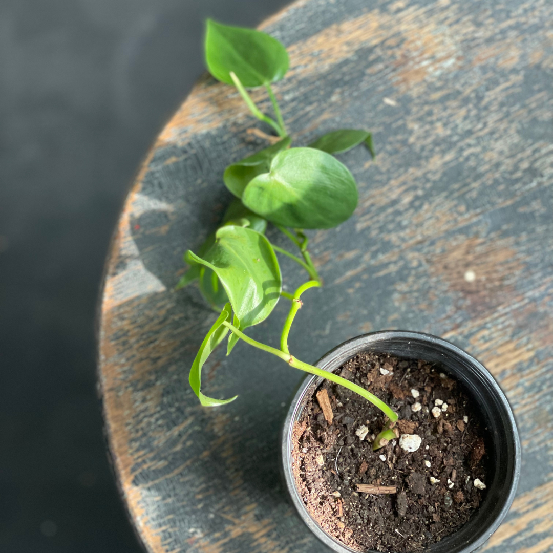 Heart Leaf Philodendron