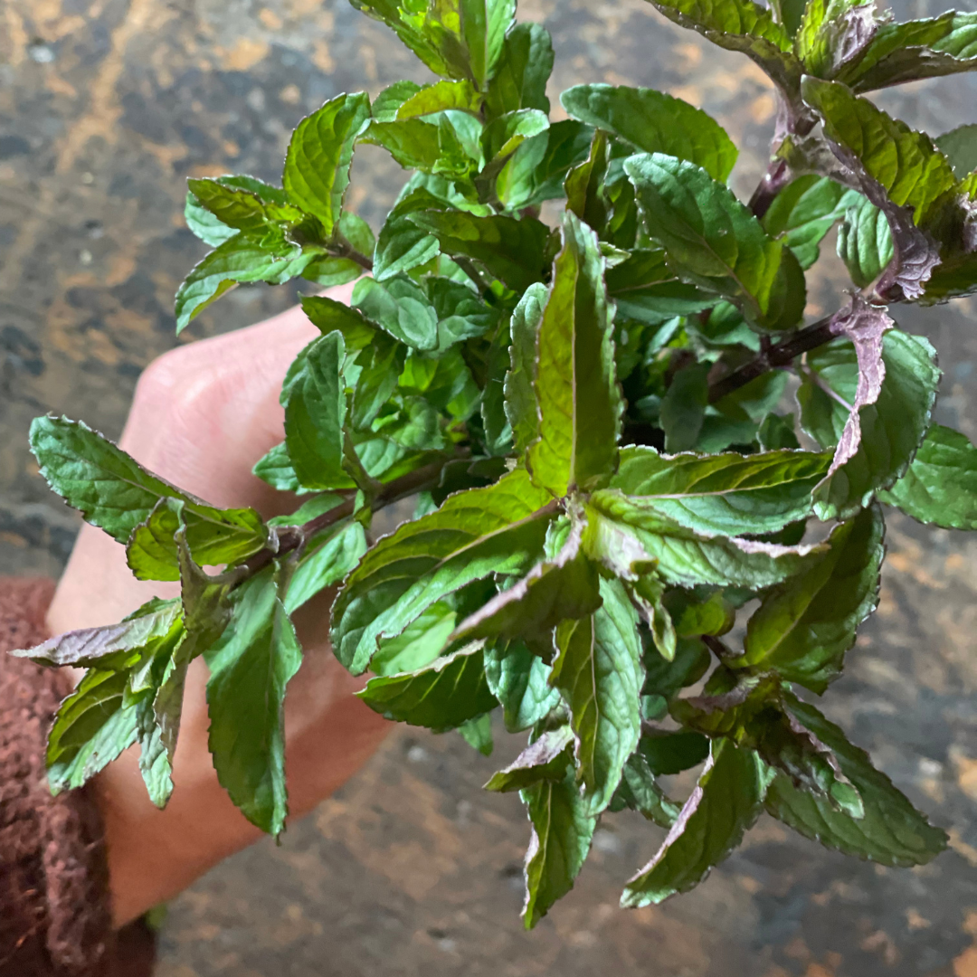 Fresh Mint