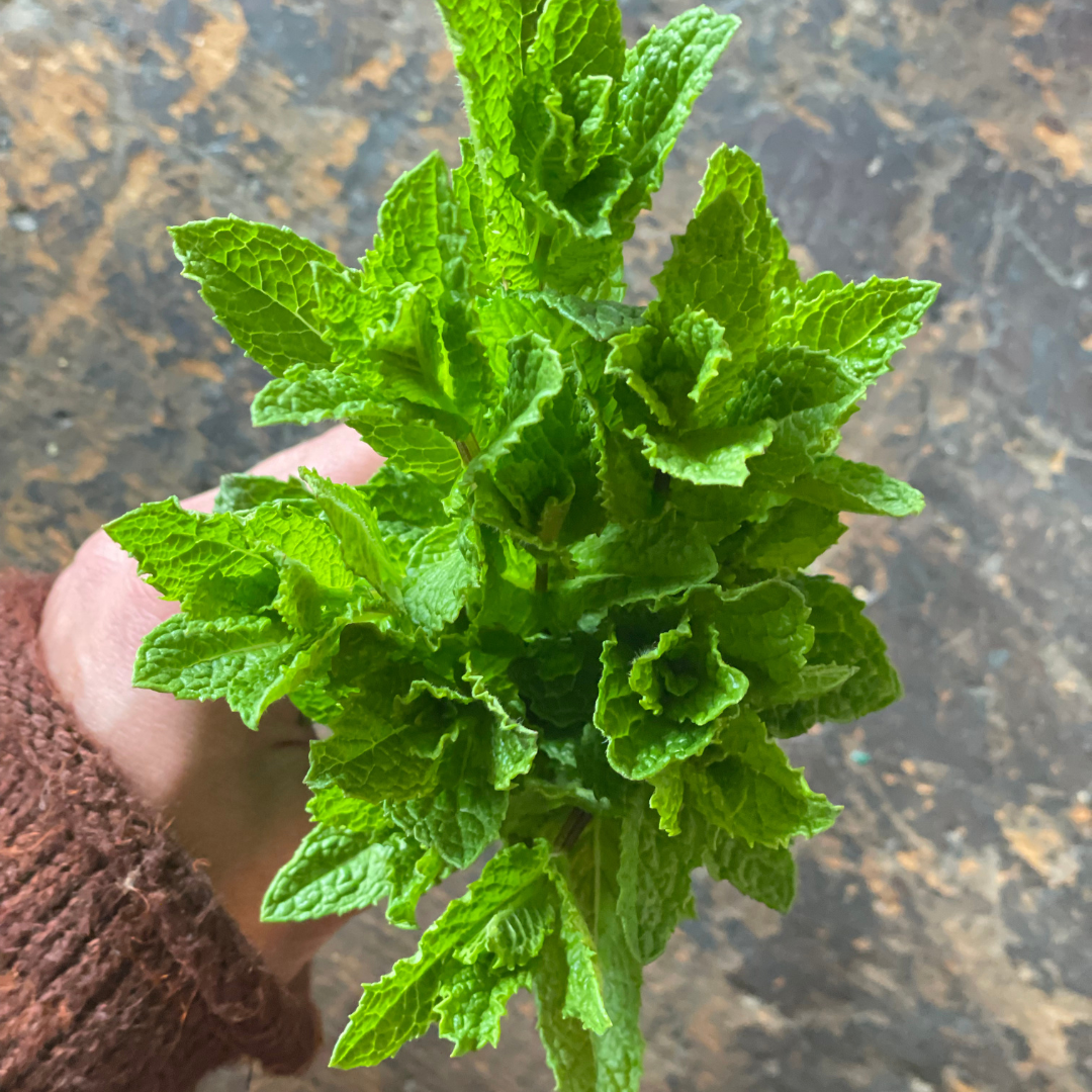 Fresh Mint