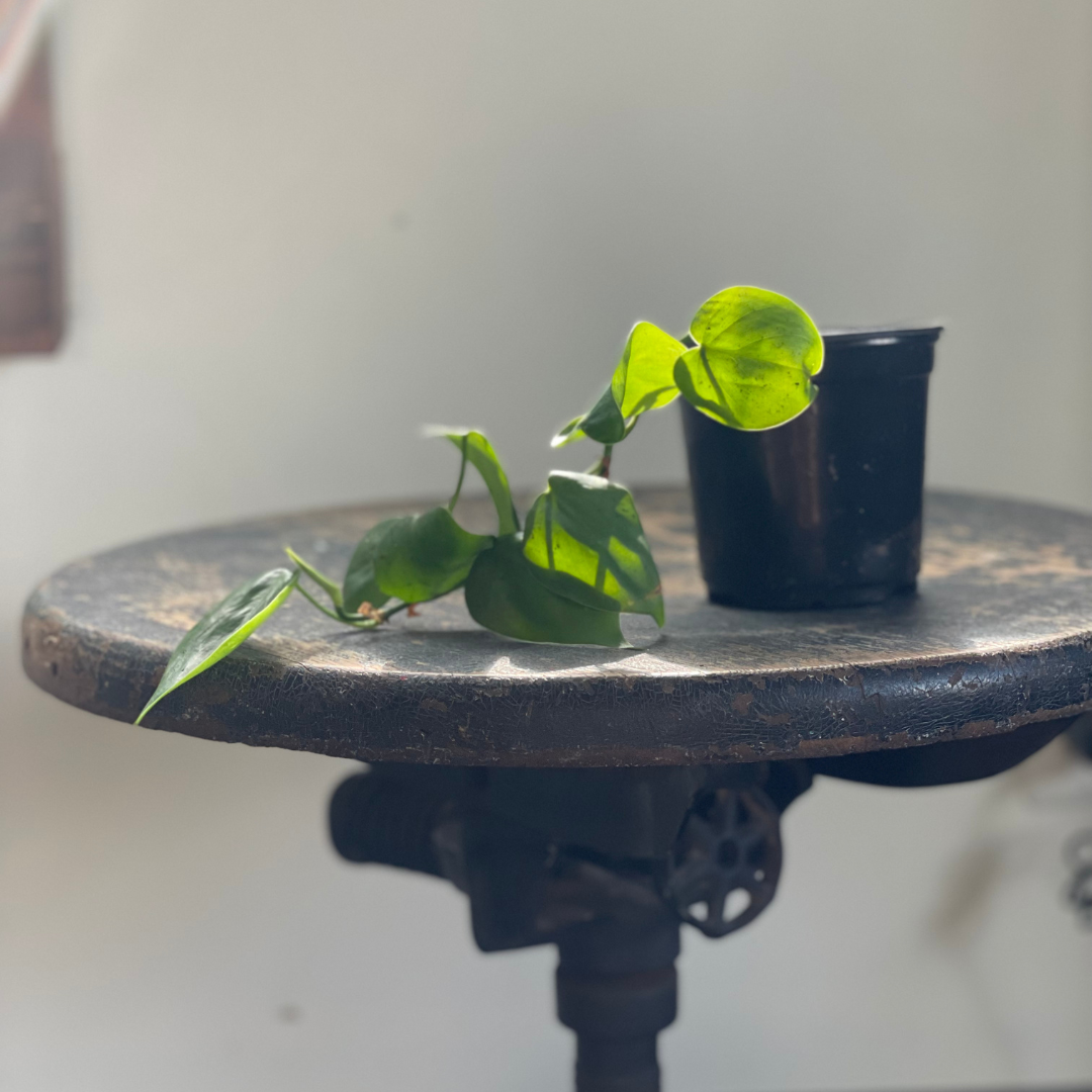 Heart Leaf Philodendron