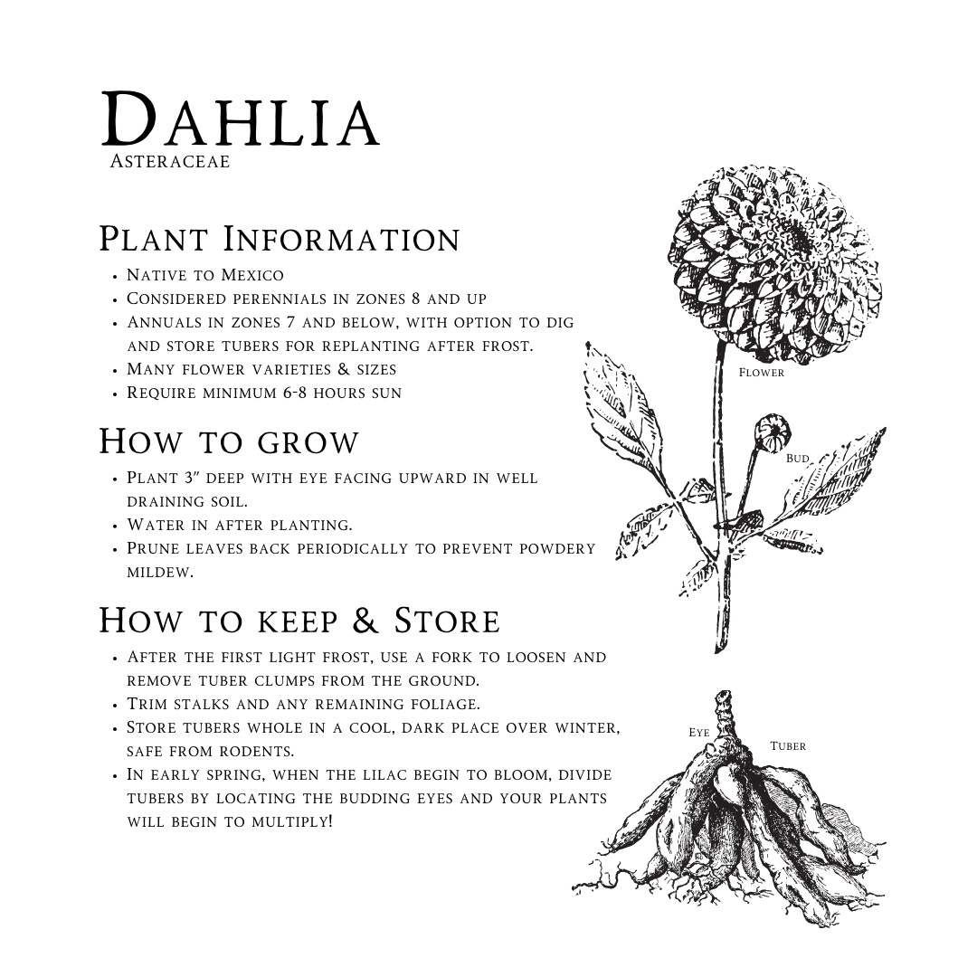 Sonic Bloom, Dahlia Tubers