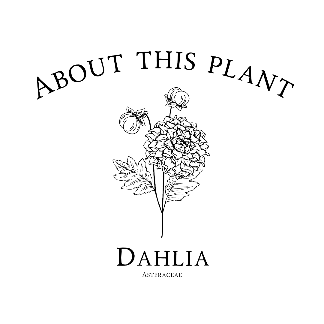 Sonic Bloom, Dahlia Tubers