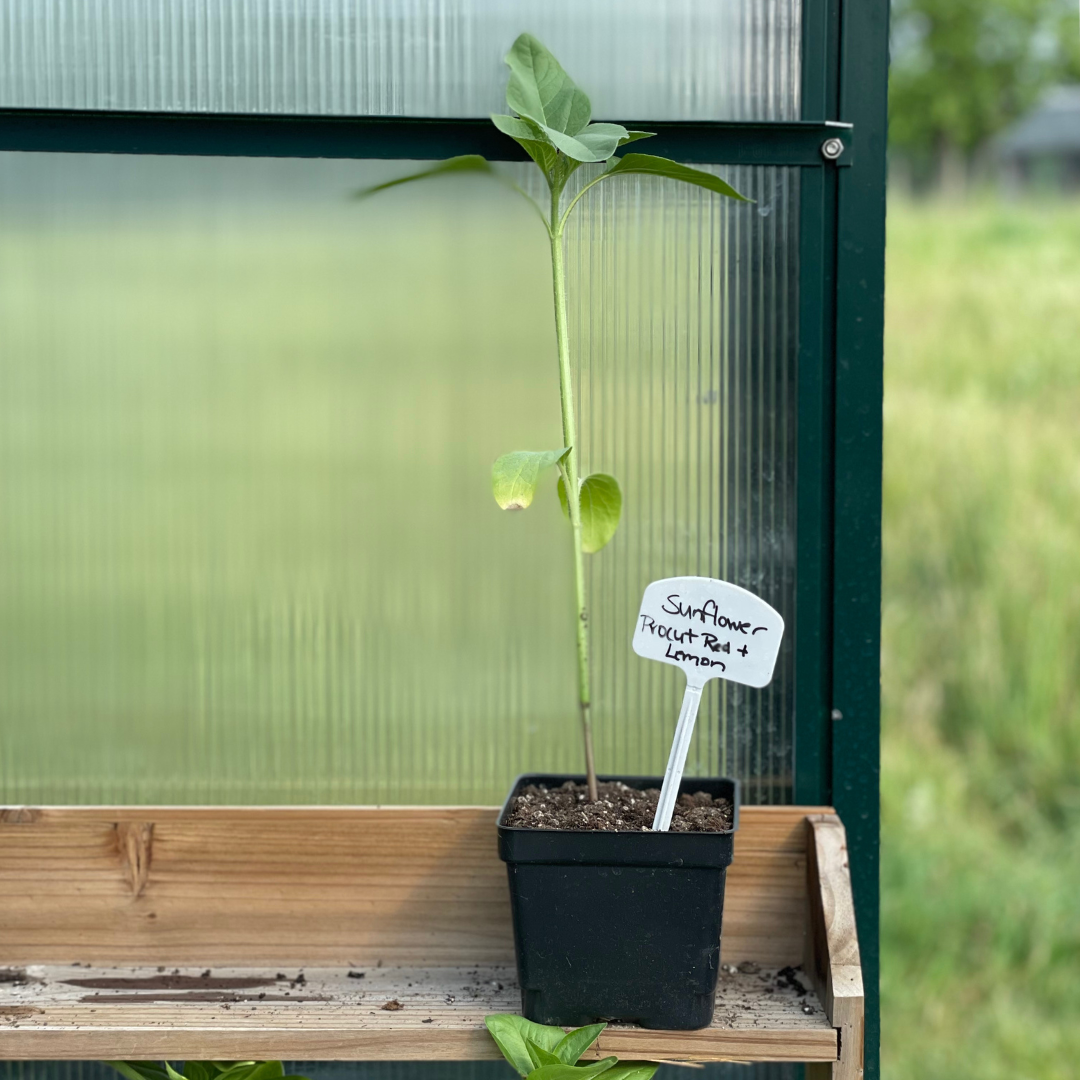 Procut Red & Lemon Sunflower