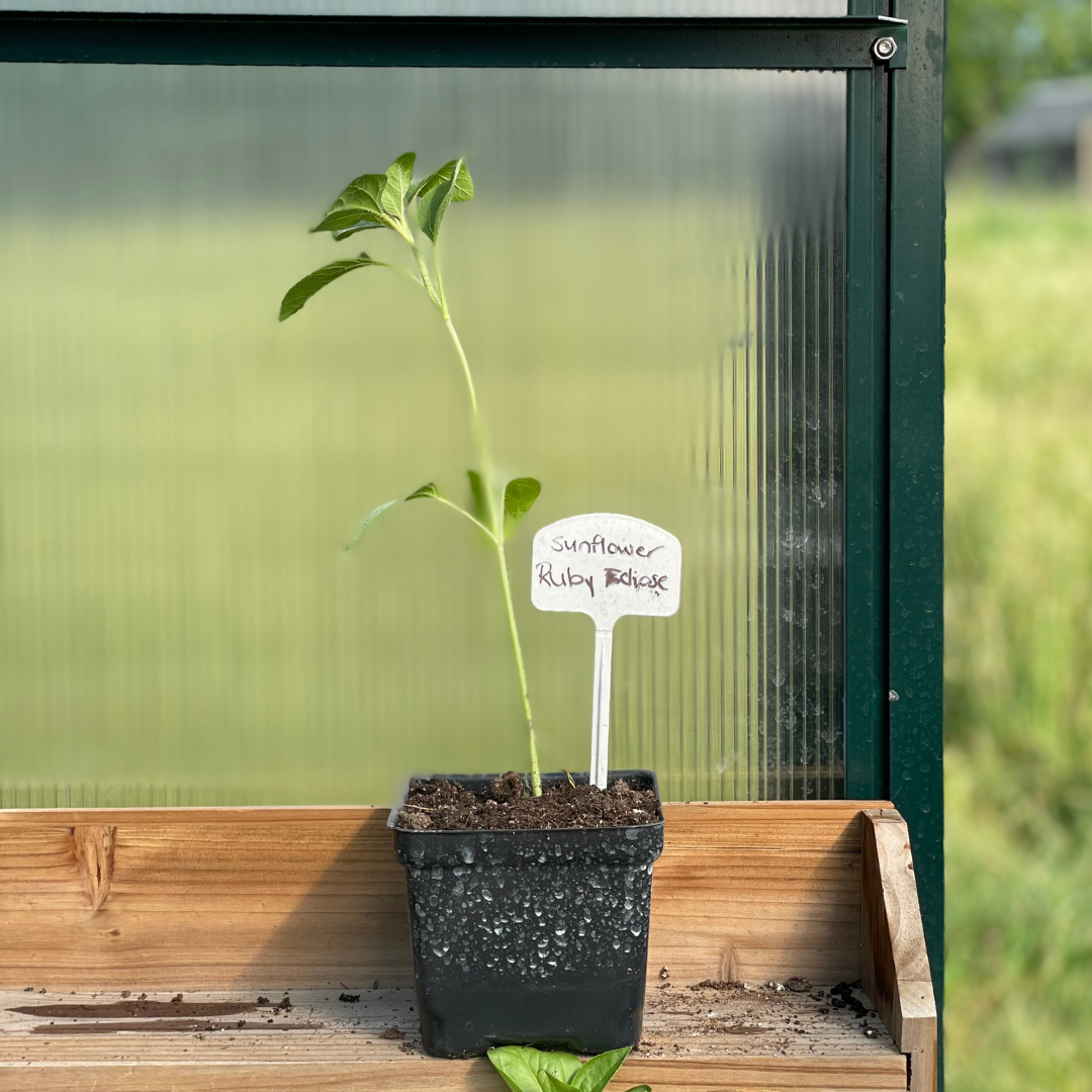 Ruby Eclipse Sunflower