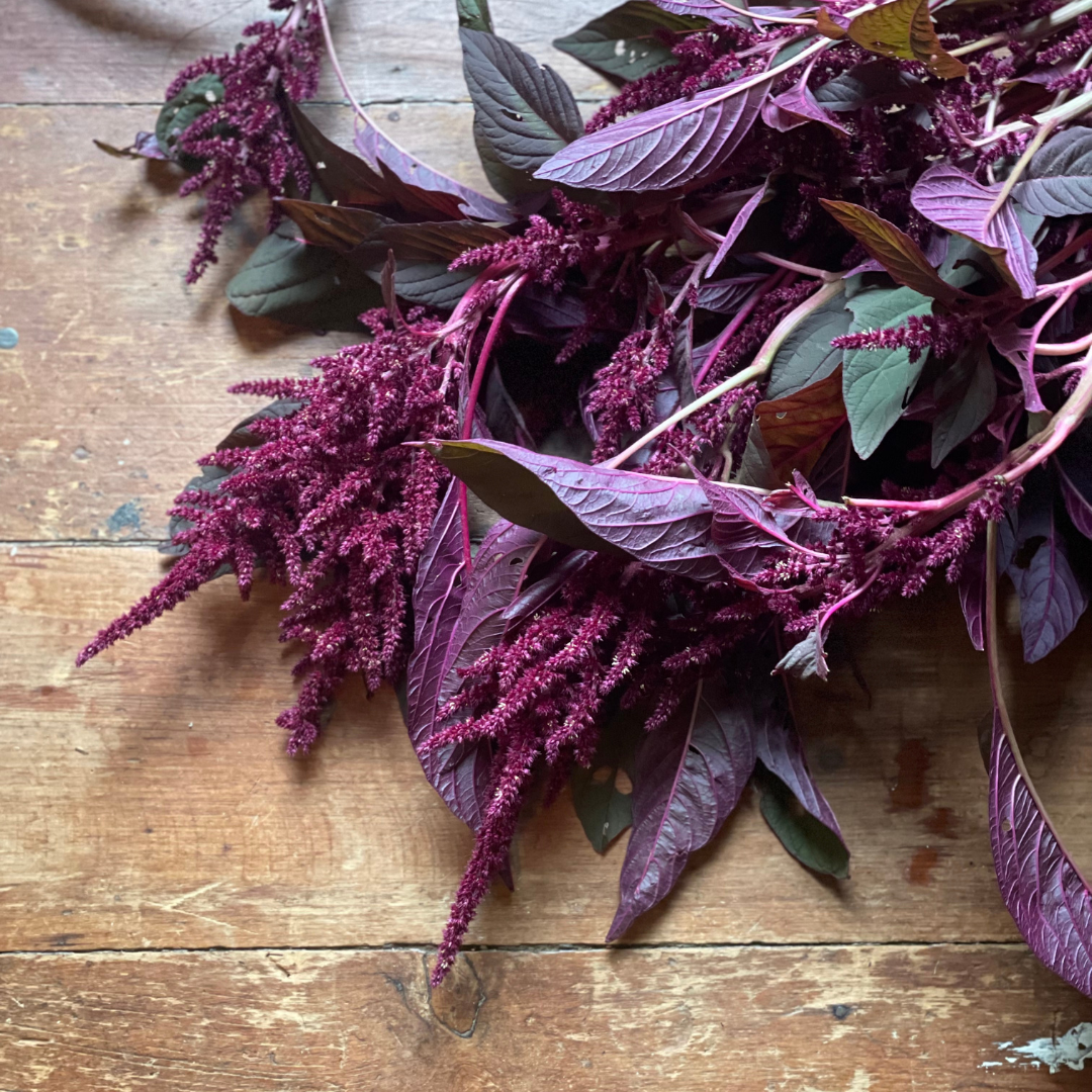 Amaranth