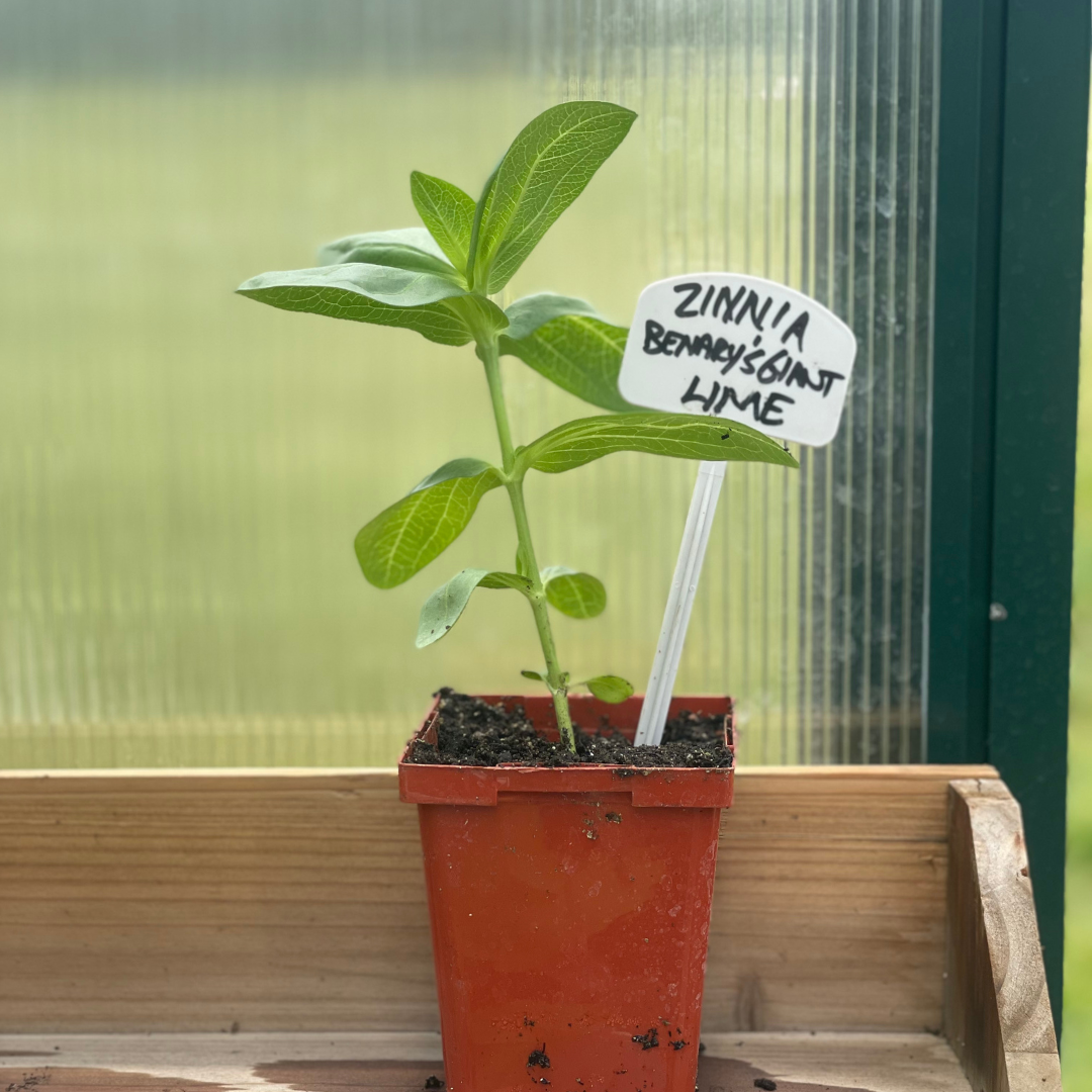 Benary's Giant Lime Zinnia