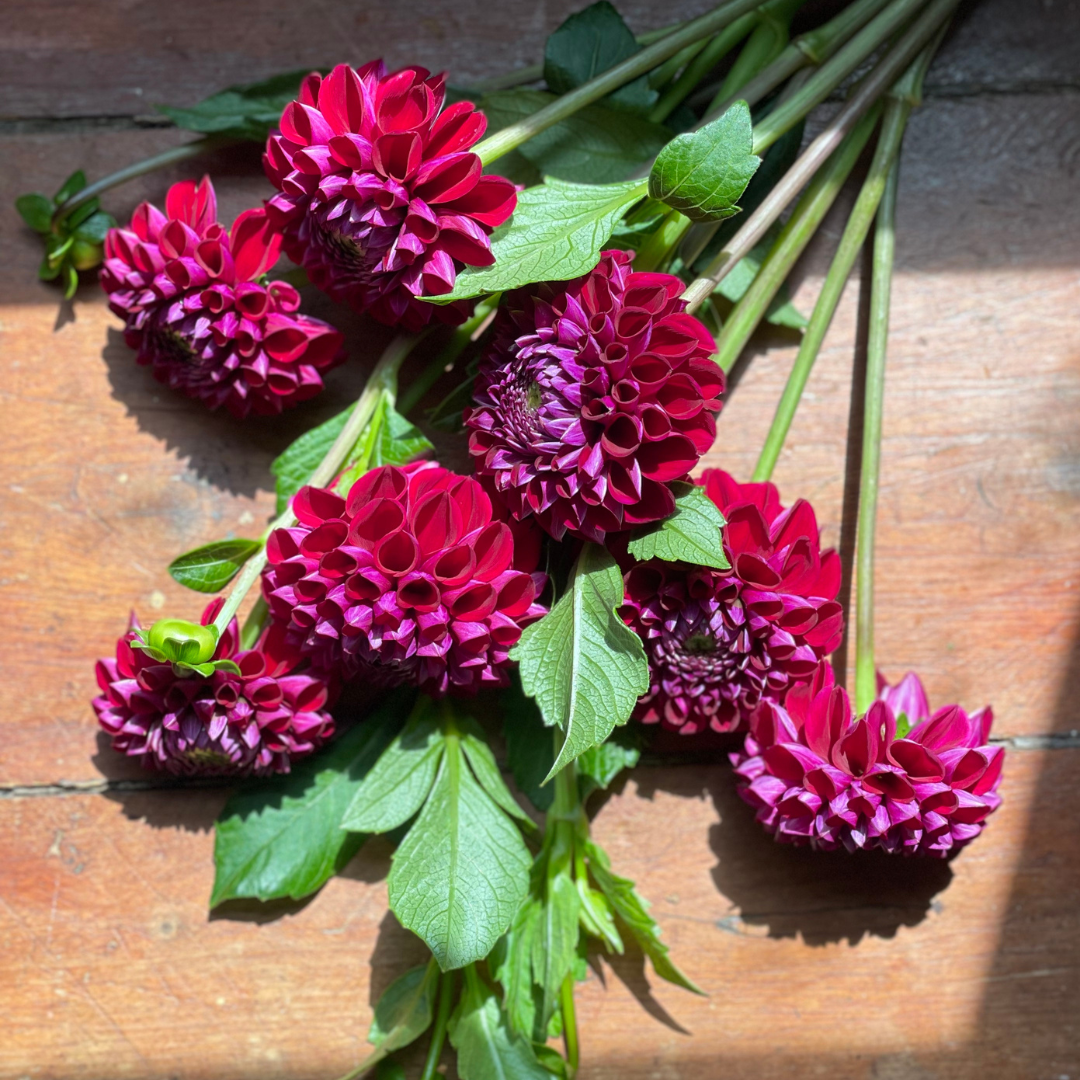 Dahlias