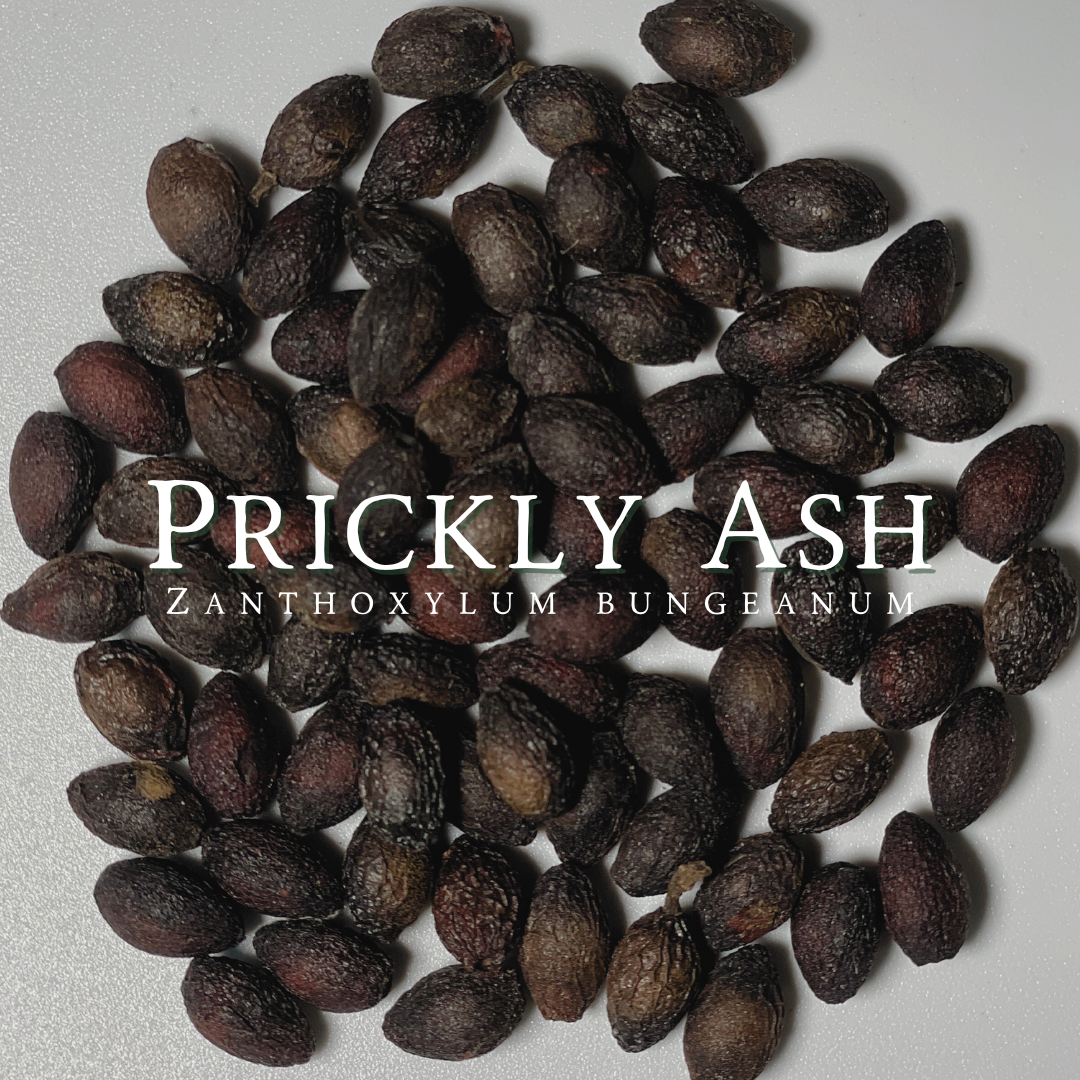 Prickly Ash
