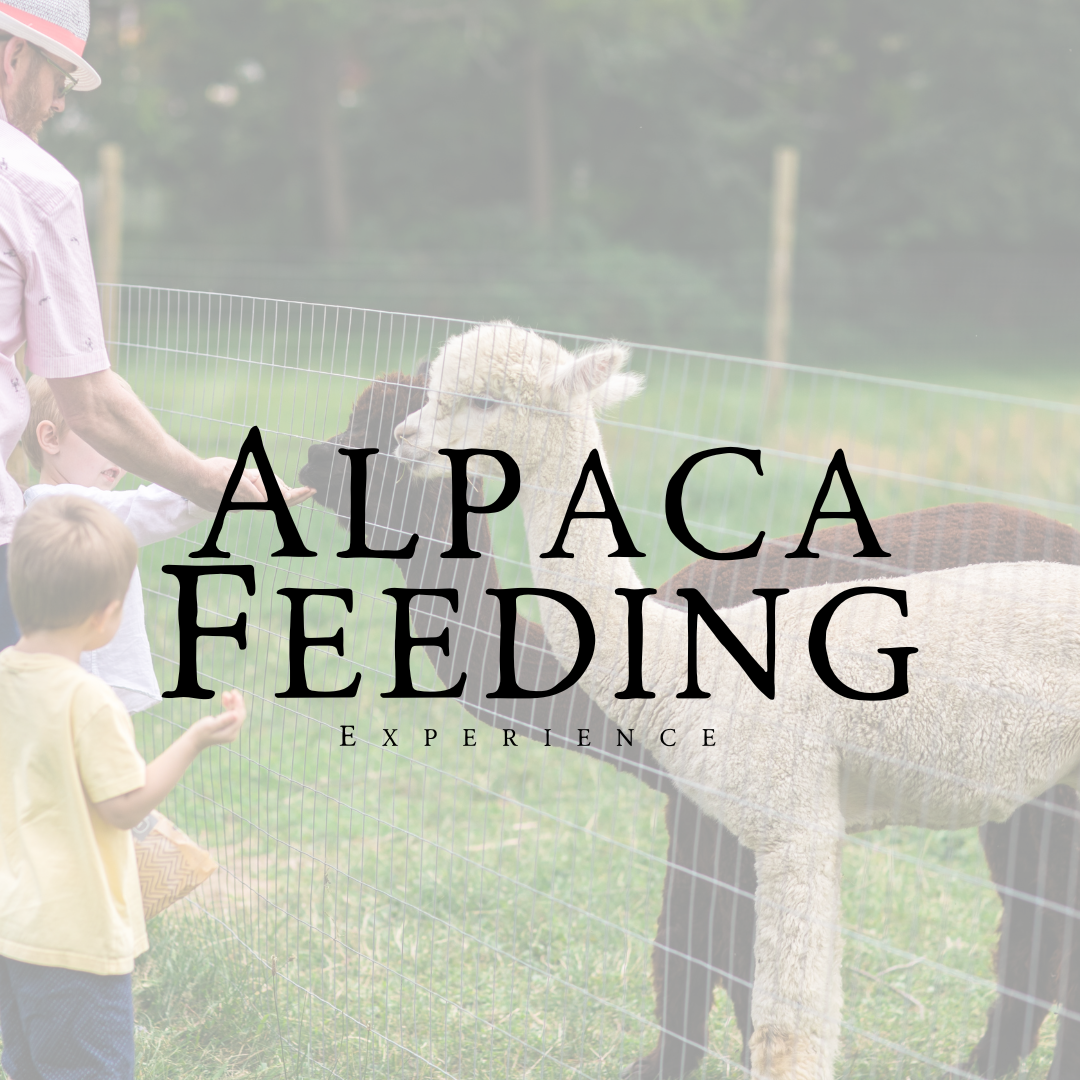 Alpaca Feeding Experience