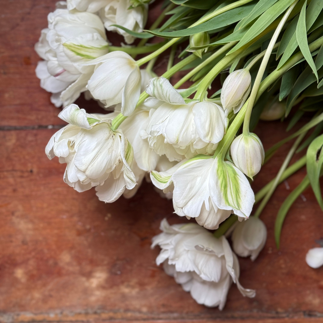 Tulips
