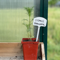 Velouette Cosmos