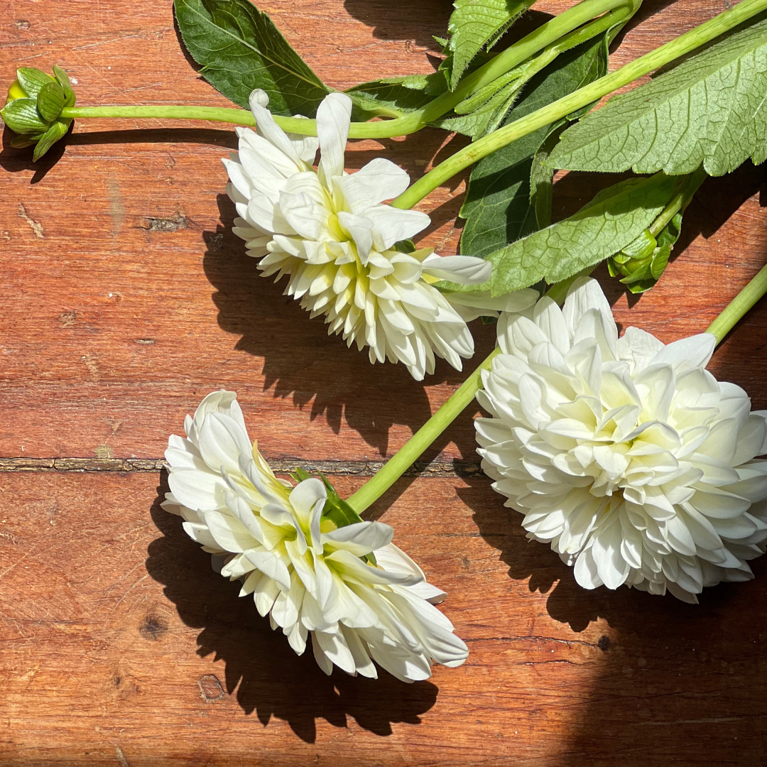 Dahlias