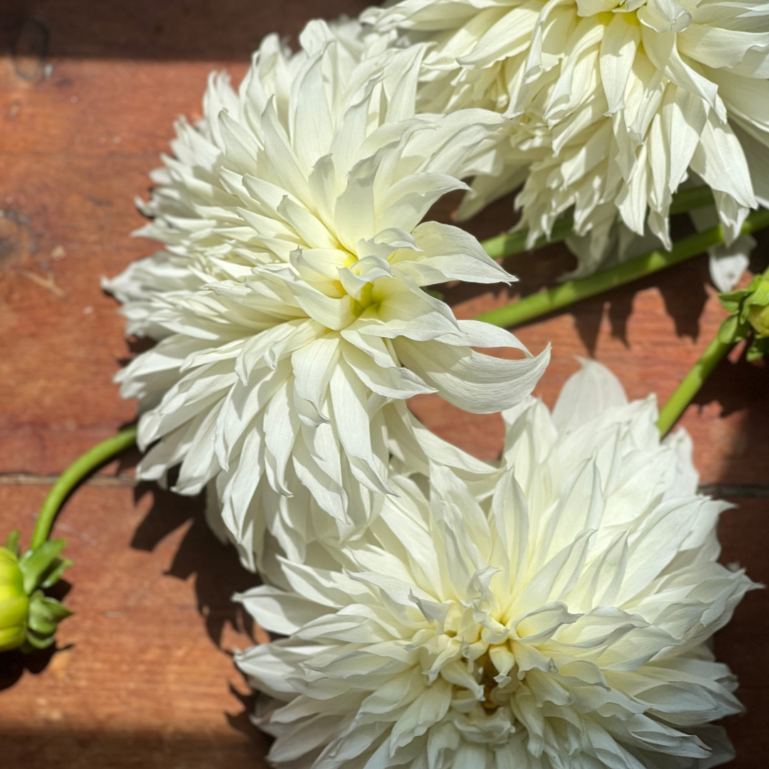 Dahlias