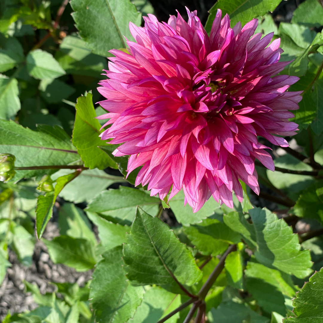 Dahlia Tubers