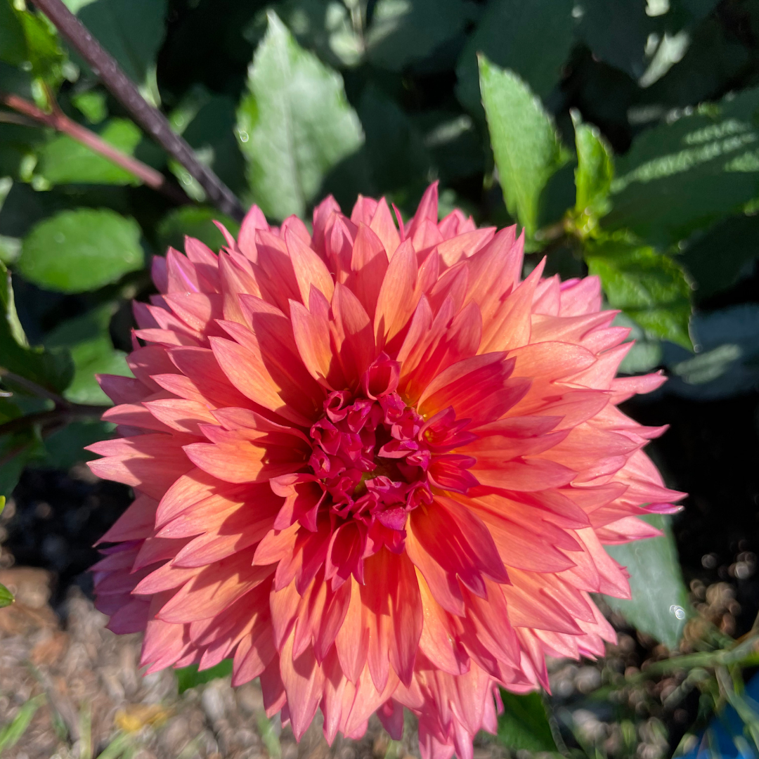 Dahlia Tubers