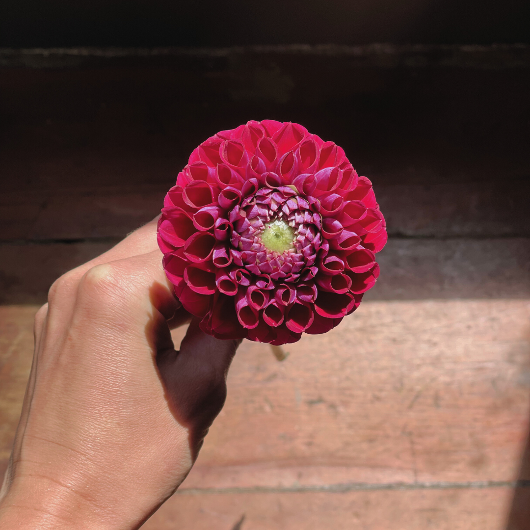 Dahlia Tubers