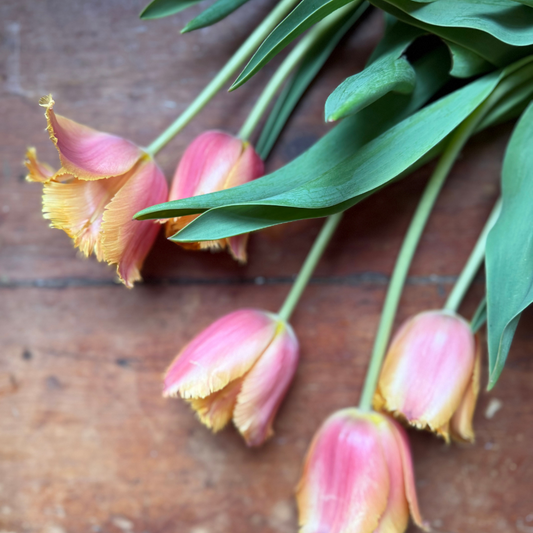 Tulips