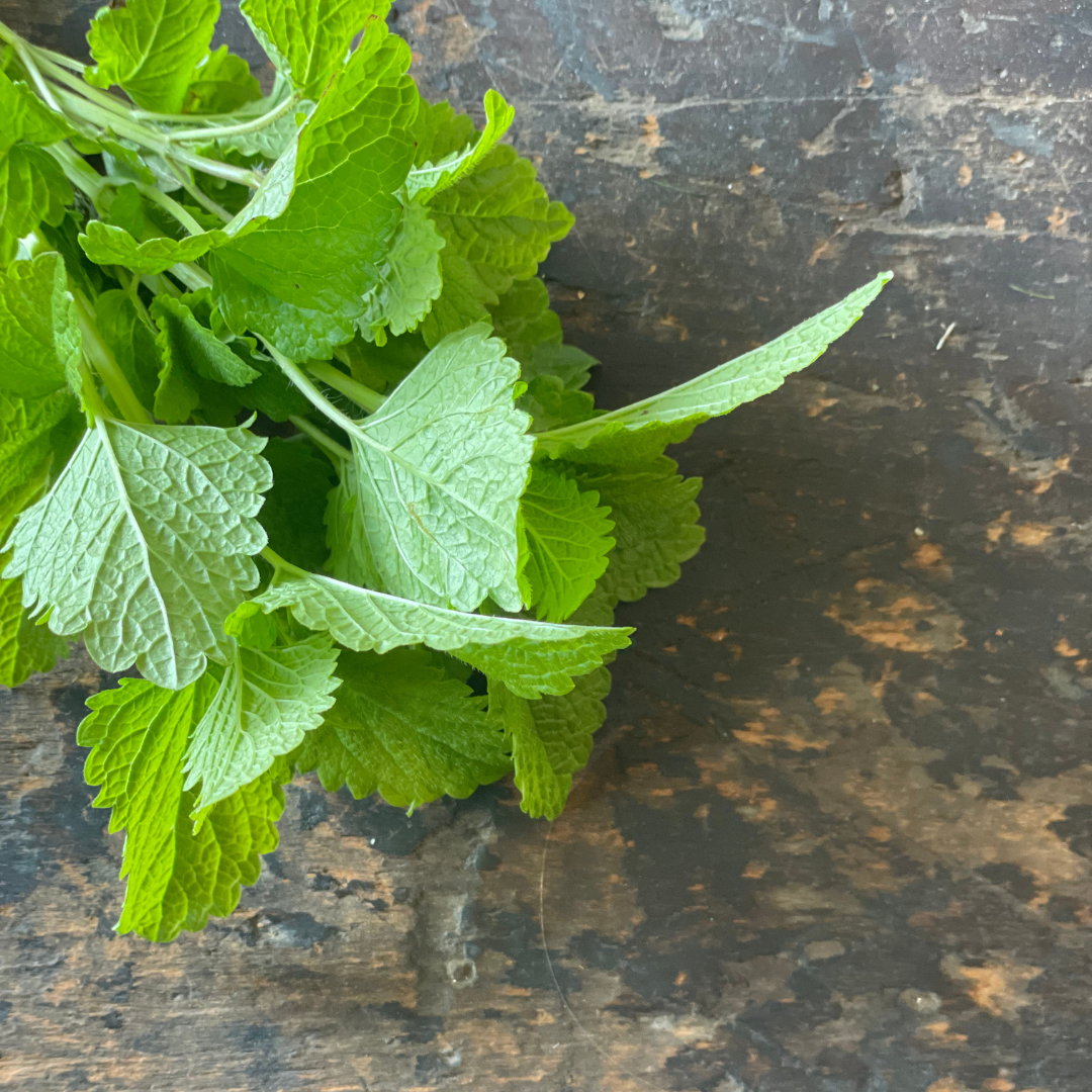 Fresh Lemon Balm