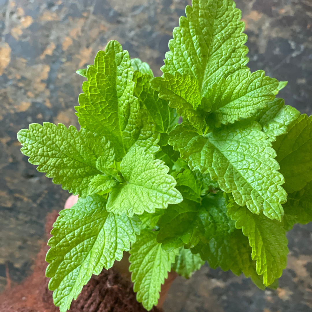 Fresh Lemon Balm