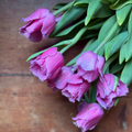 Tulips