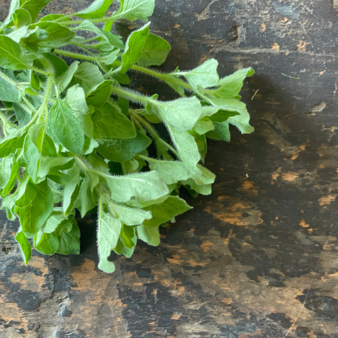 Fresh Greek Oregano