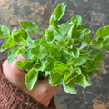 Fresh Greek Oregano
