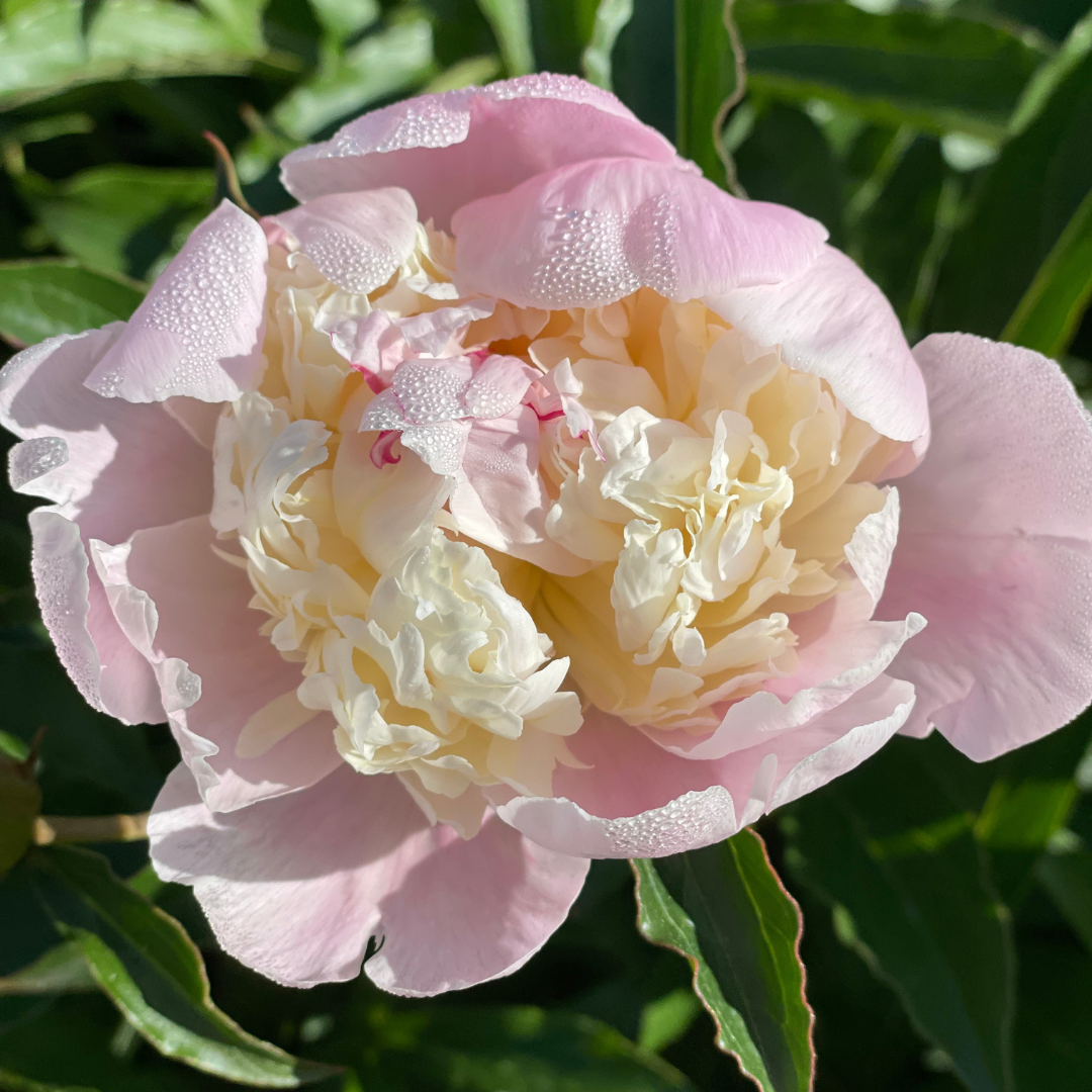 Peonies