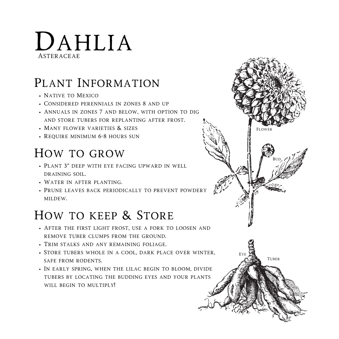 Dahlia Tubers