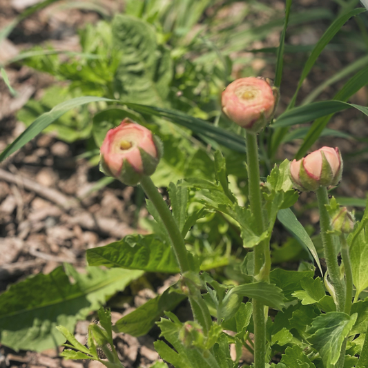 Ranunculus