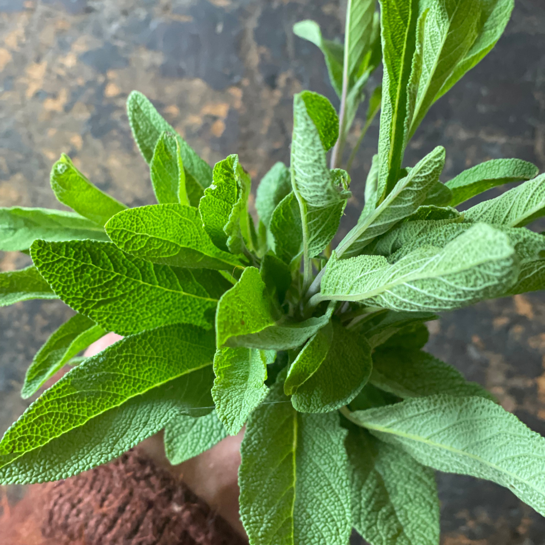 Fresh Sage