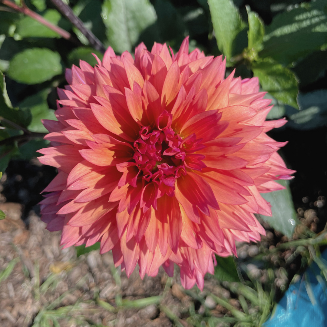 Dahlia Tubers