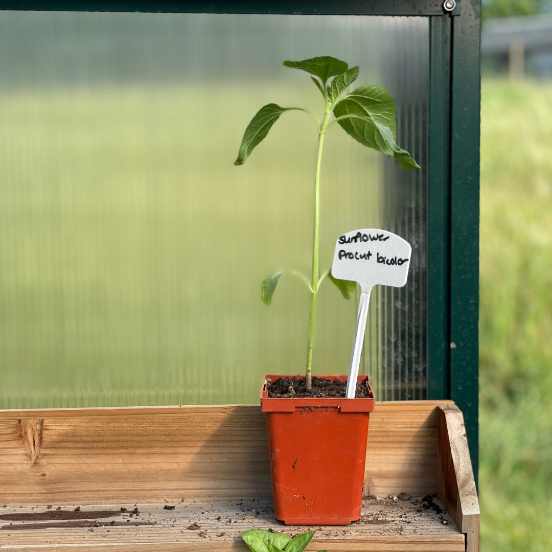 Procut Bicolor Sunflower