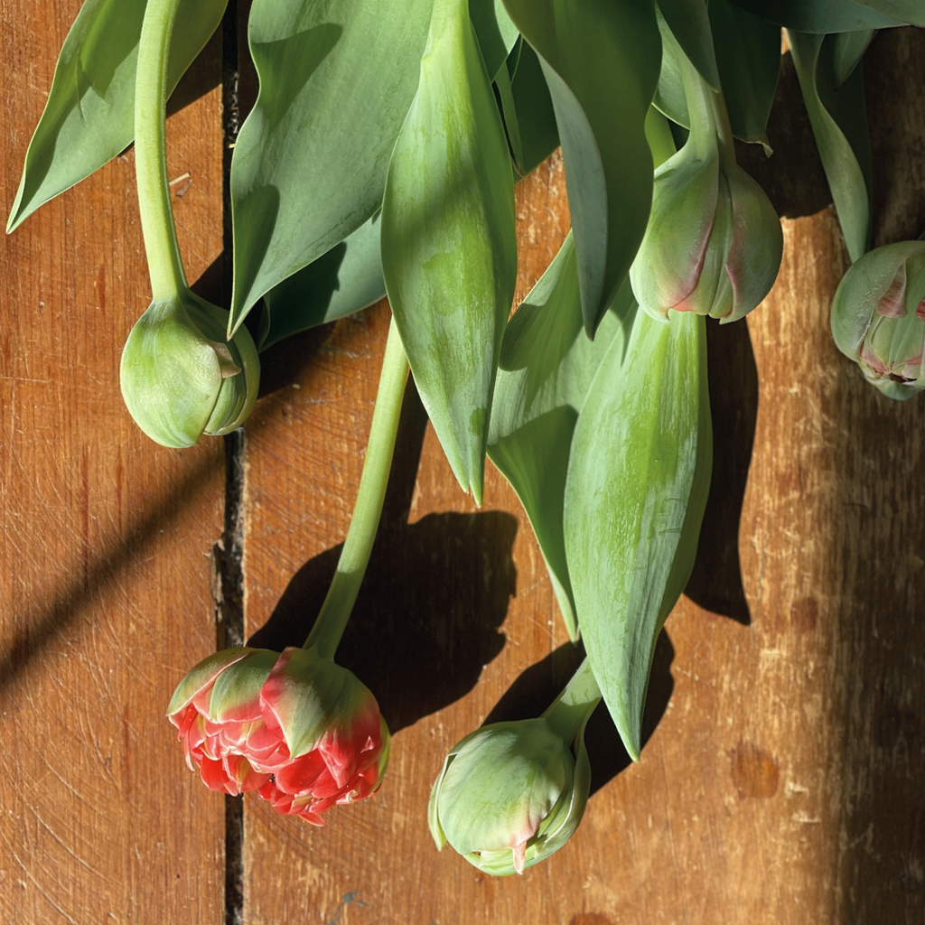 Tulips