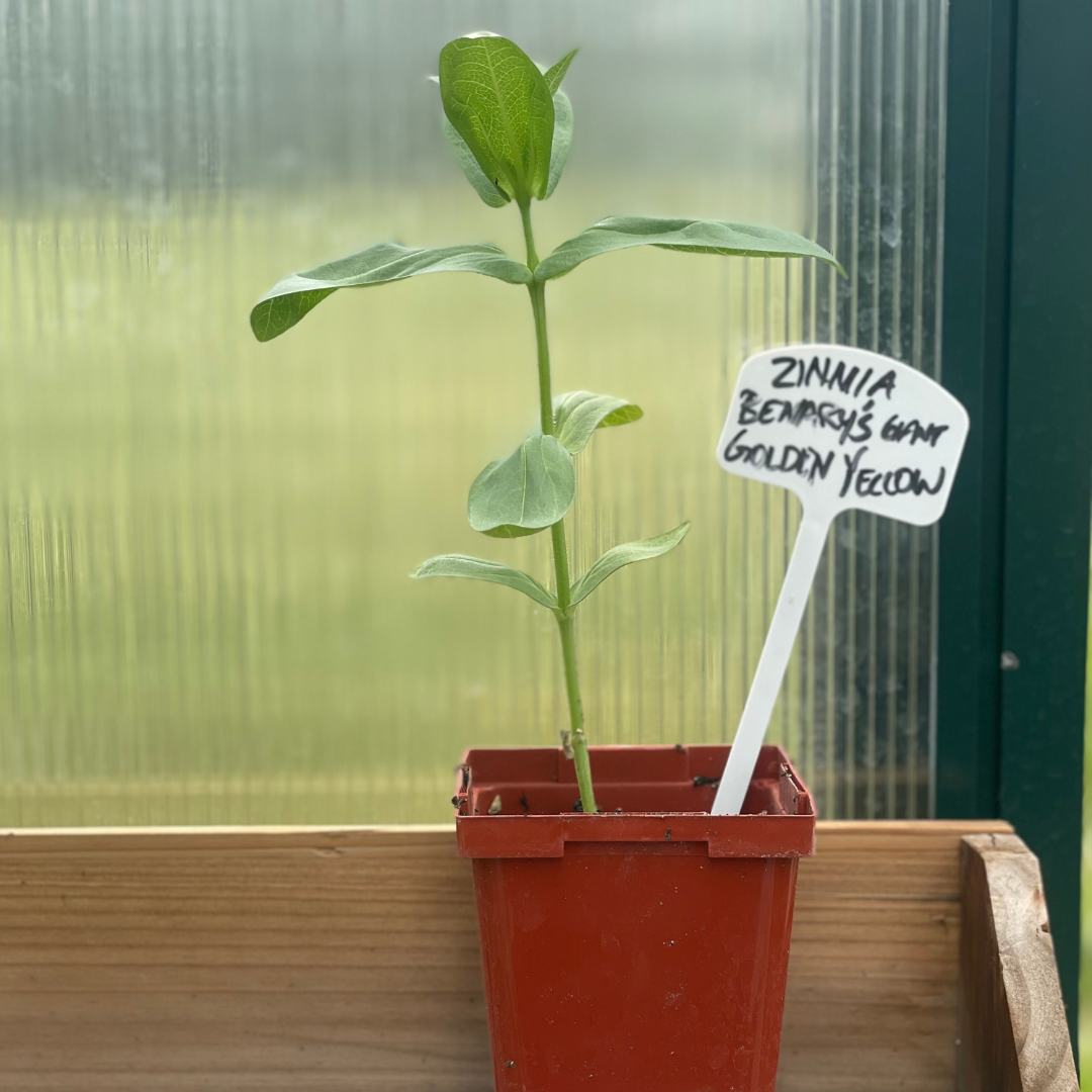 Benary's Giant Golden Yellow Zinnia